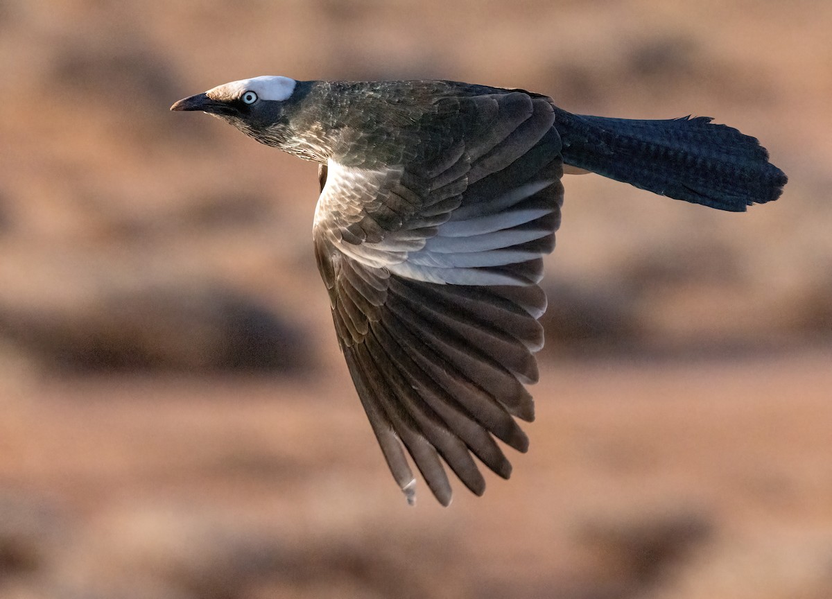 White-crowned Starling - ML641968810