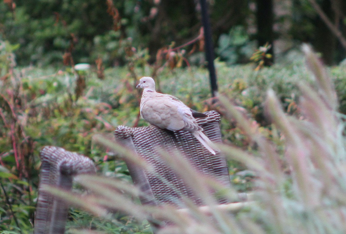 Eurasian Collared-Dove - ML641968821