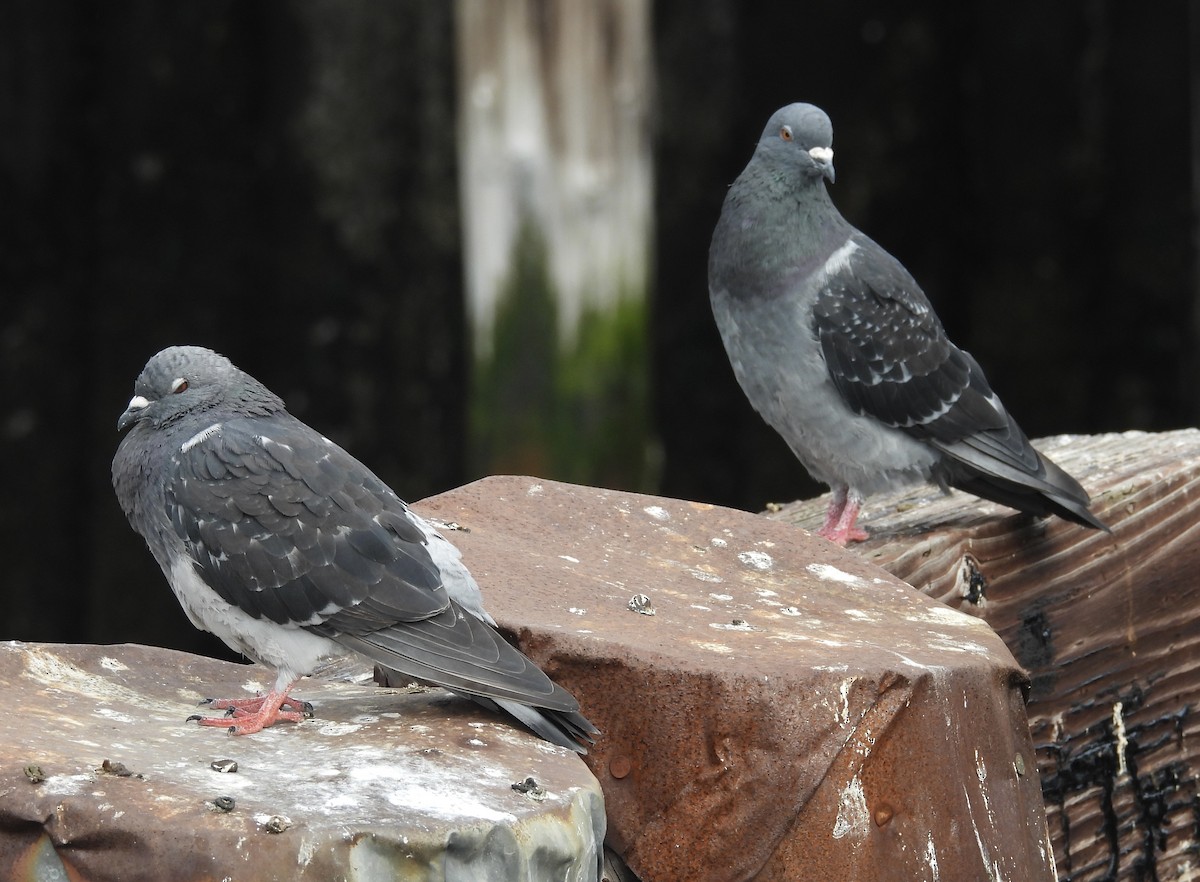 Rock Pigeon (Feral Pigeon) - ML641968826