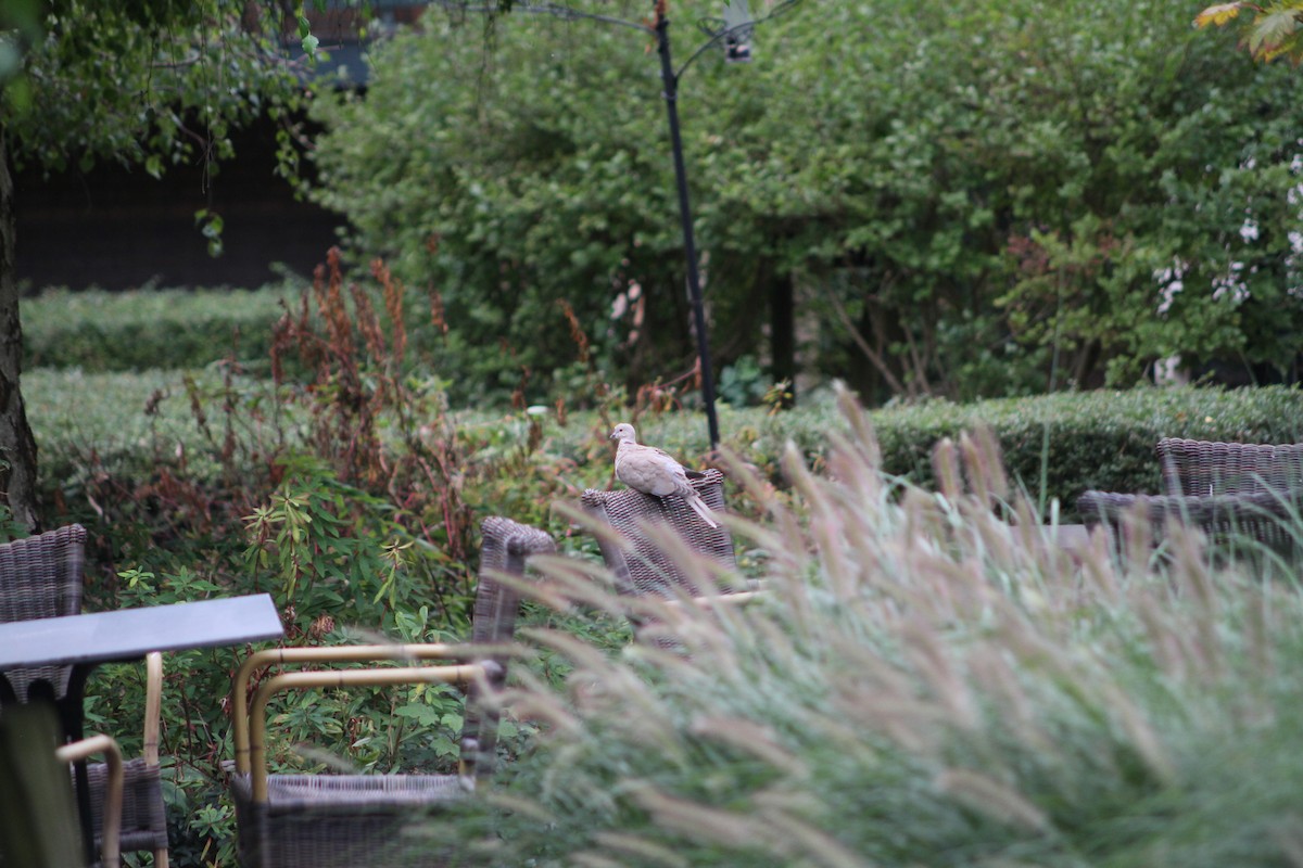 Eurasian Collared-Dove - ML641968832
