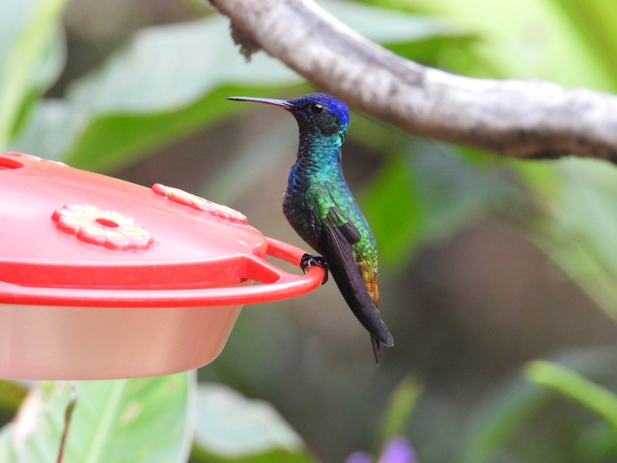Golden-tailed Sapphire - ML641968851