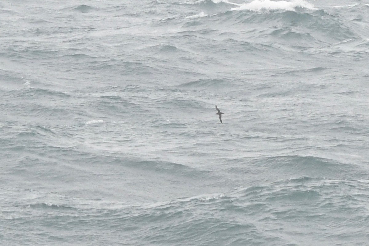 Sooty Shearwater - ML641968852
