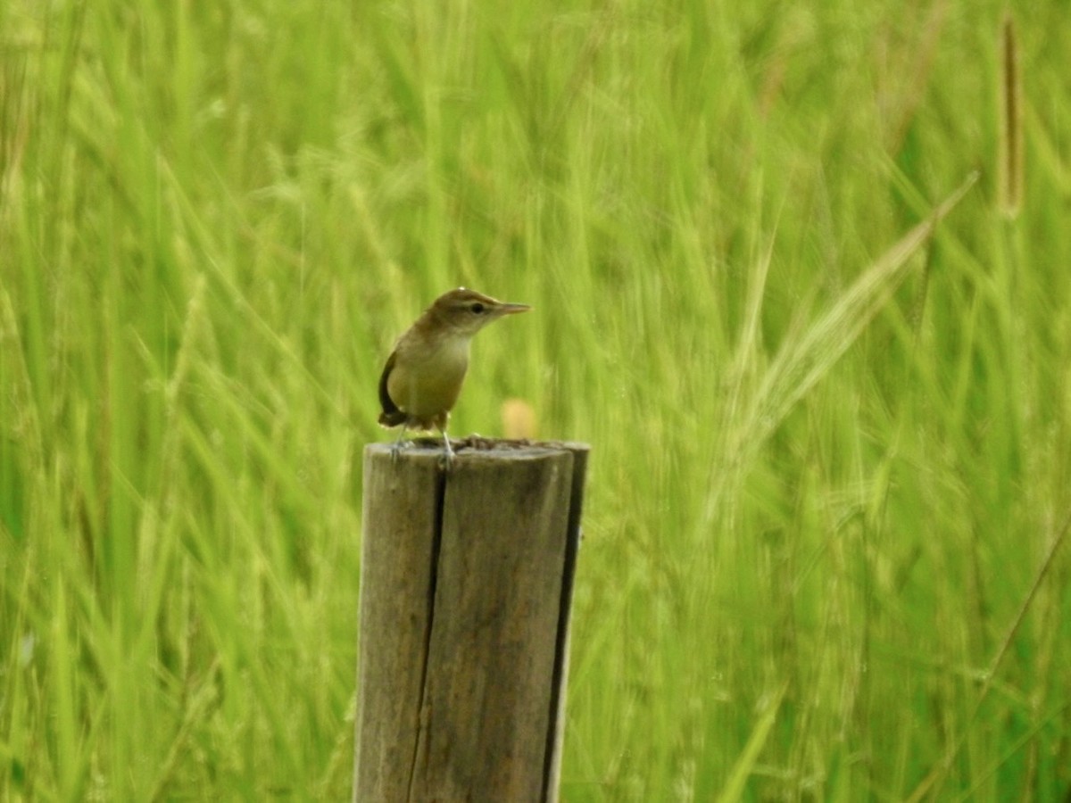 Oriental Reed Warbler - ML641968866