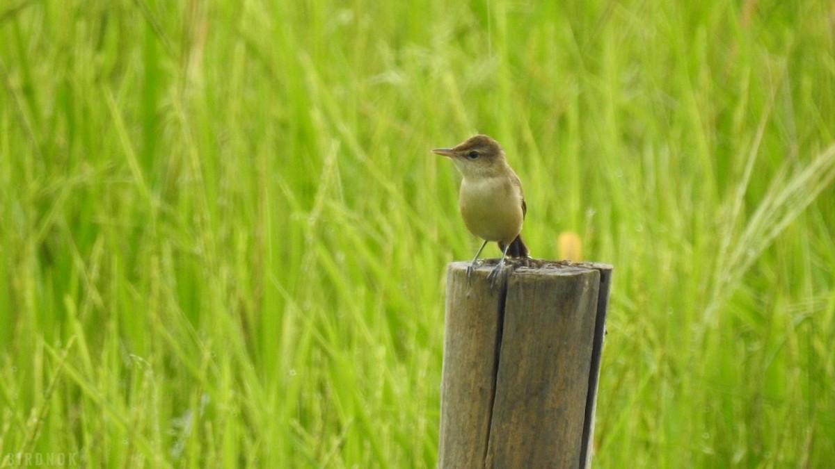 Oriental Reed Warbler - ML641968867