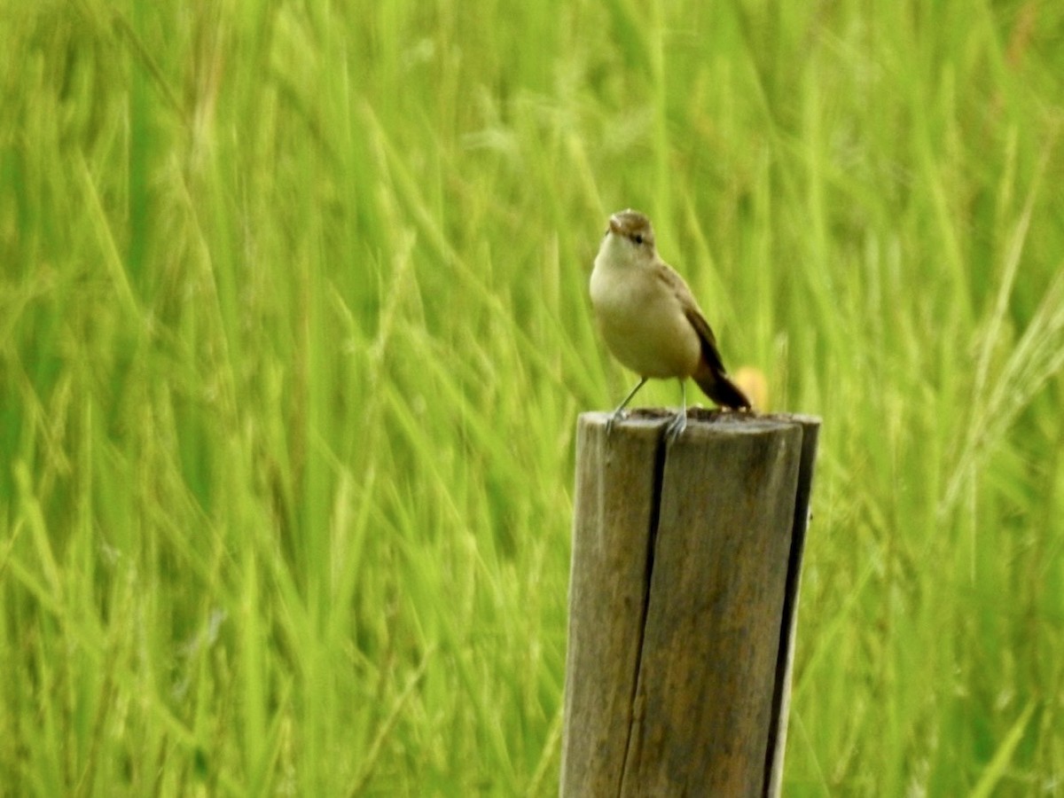 Oriental Reed Warbler - ML641968868