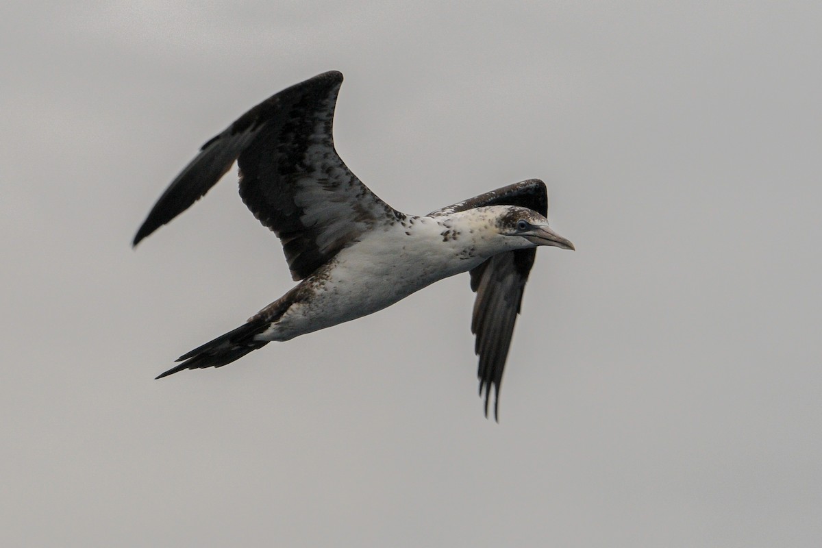 Northern Gannet - ML641968874