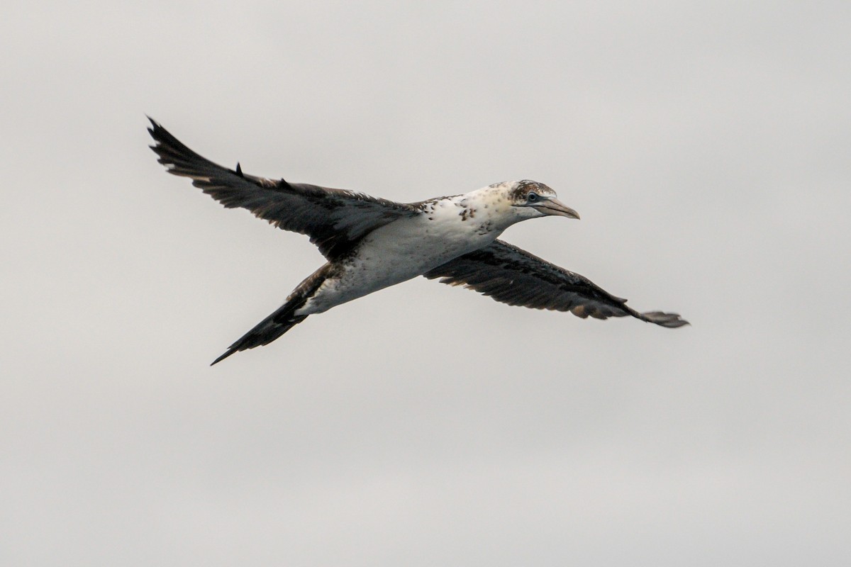 Northern Gannet - ML641968875