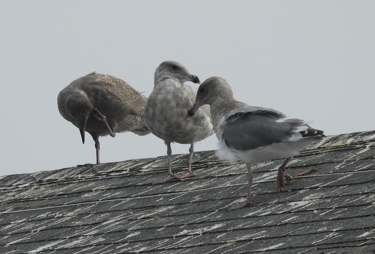 Western Gull - ML641968912