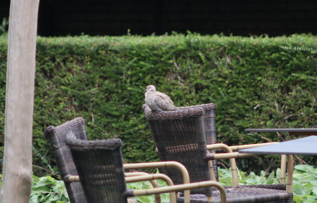 Eurasian Collared-Dove - ML641968913