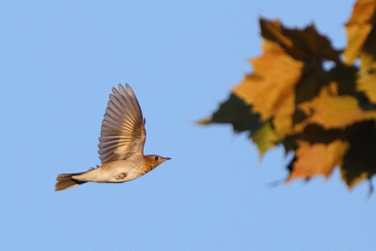 Veery - ML641968914