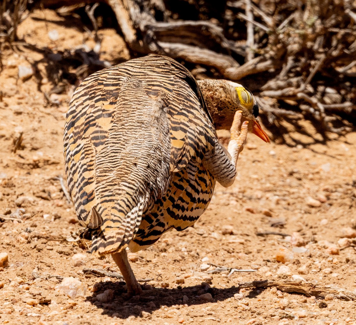 Lichtenstein's Sandgrouse - ML641968918