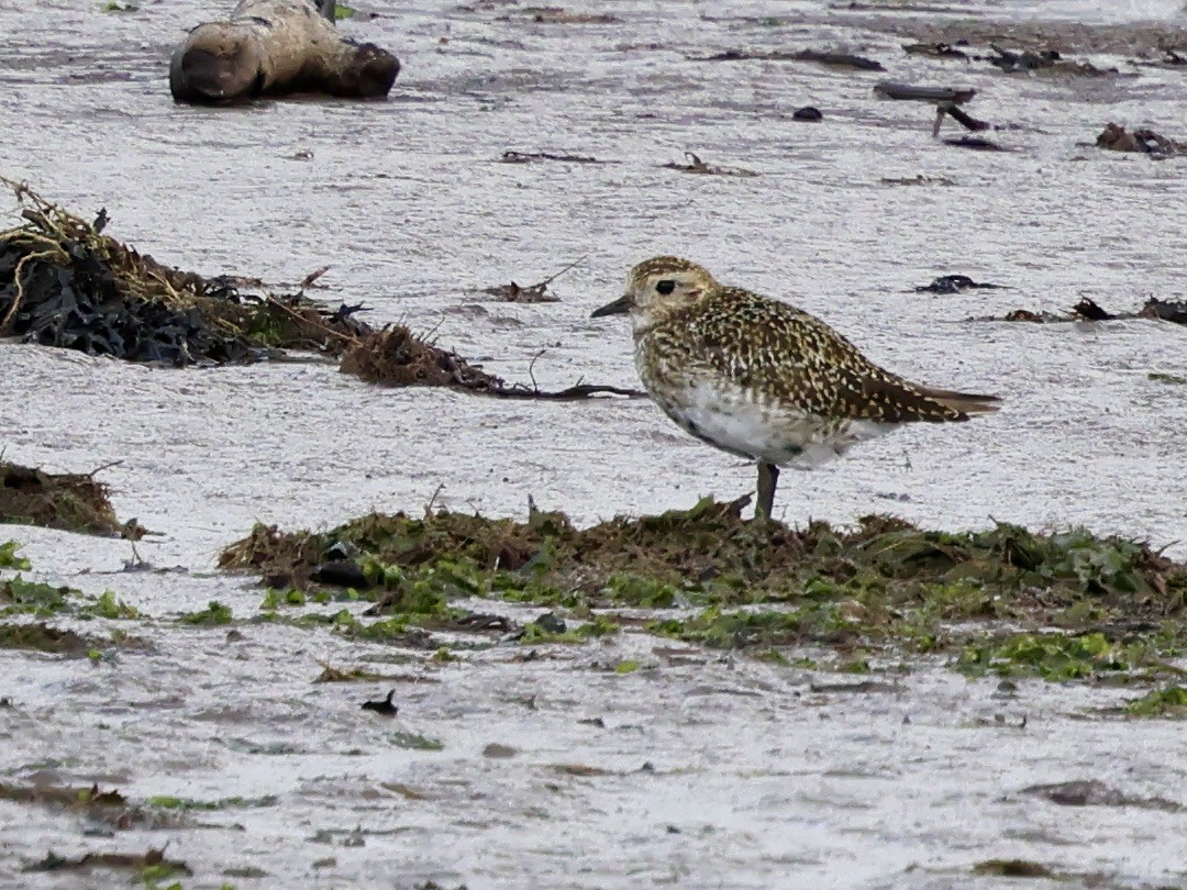 European Golden-Plover - ML641968968