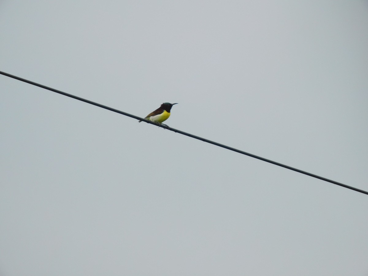 Purple-rumped Sunbird - ML641968969
