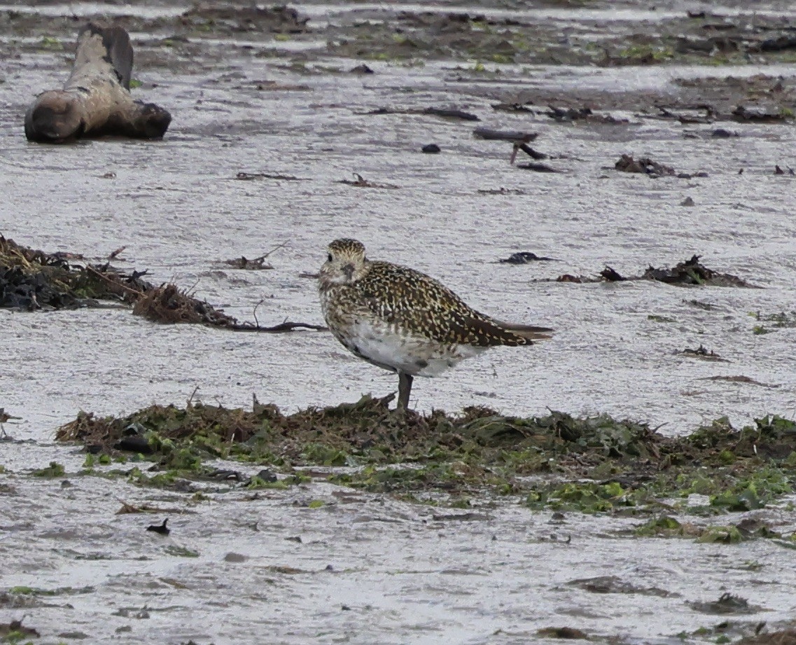 European Golden-Plover - ML641968972