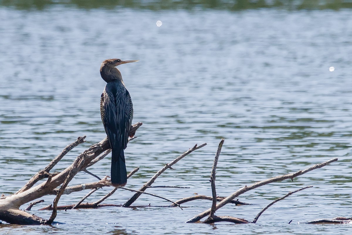 Anhinga - ML641968996