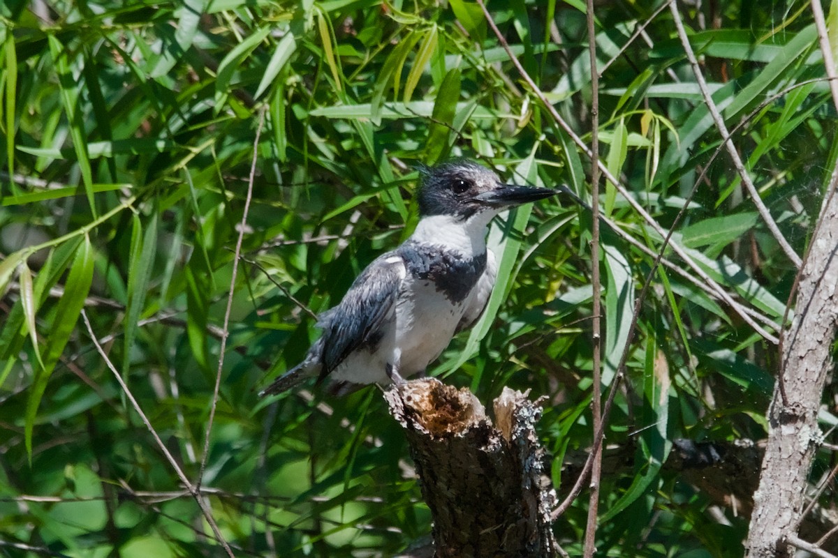 Belted Kingfisher - ML641969000