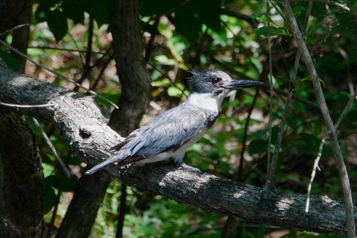 Belted Kingfisher - ML641969001
