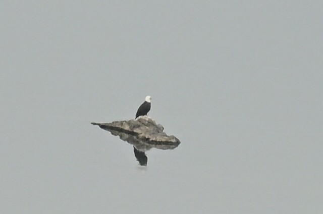Bald Eagle - ML641969005
