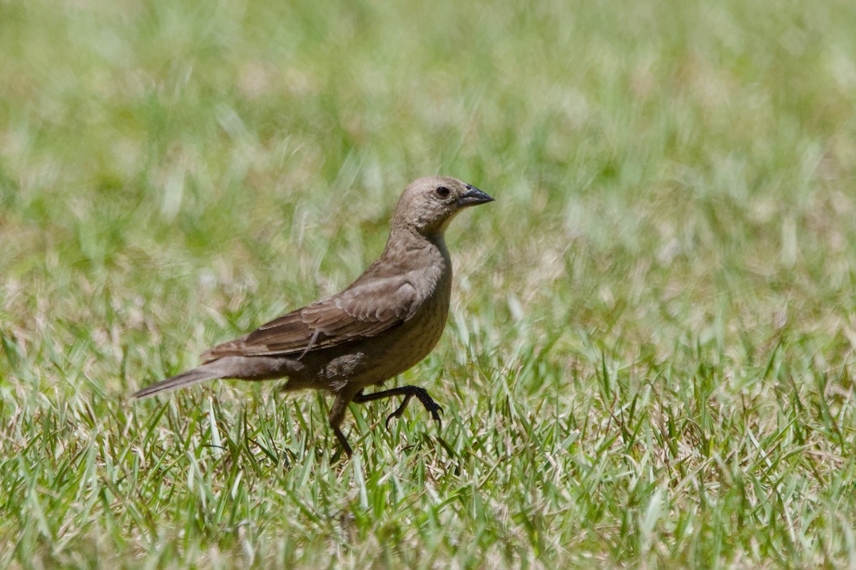 Brown-headed Cowbird - ML641969006