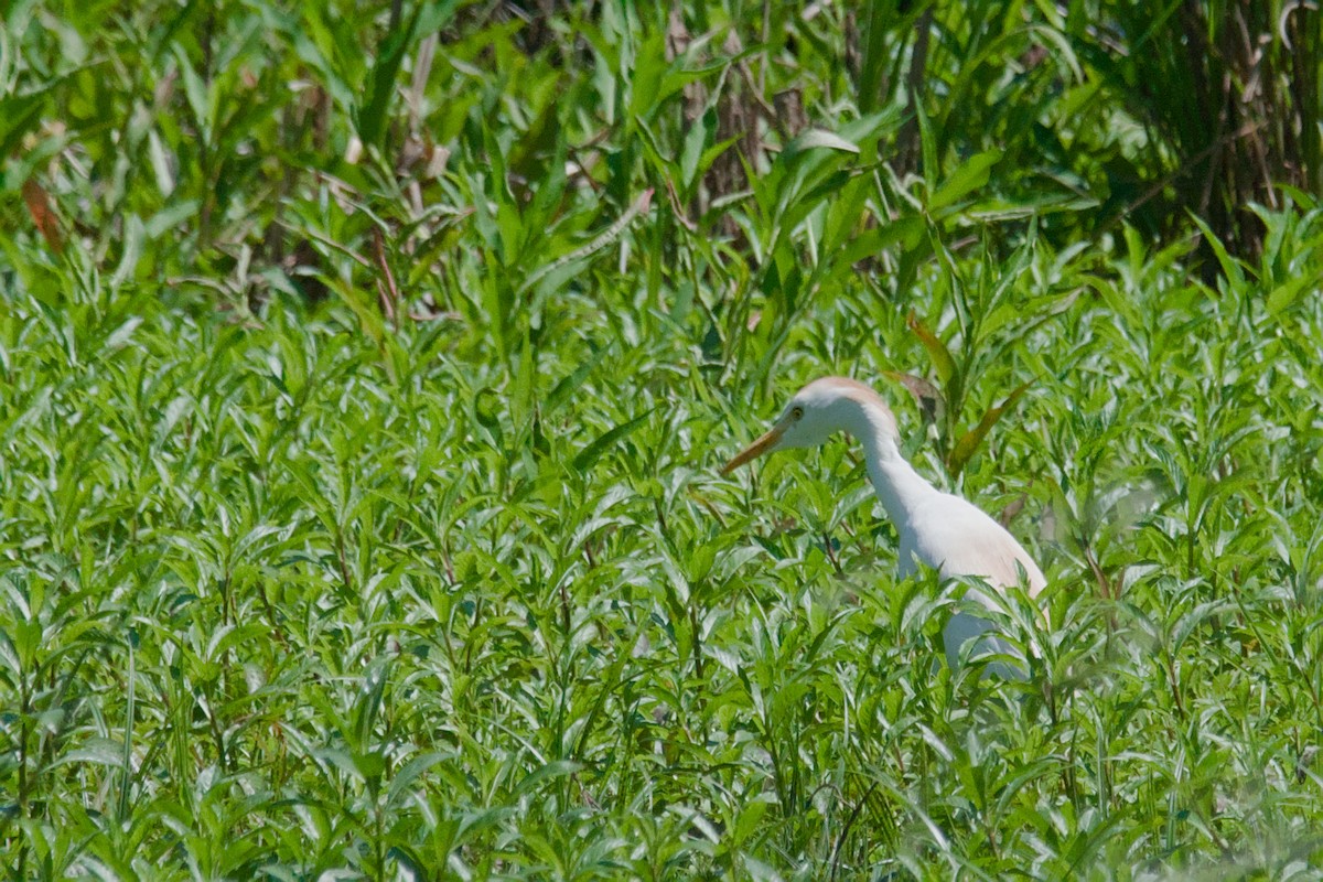 Western Cattle-Egret - ML641969009