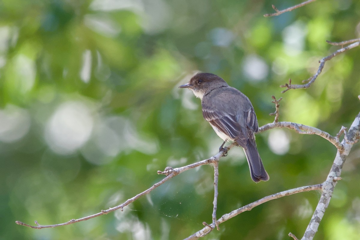 Eastern Phoebe - ML641969012