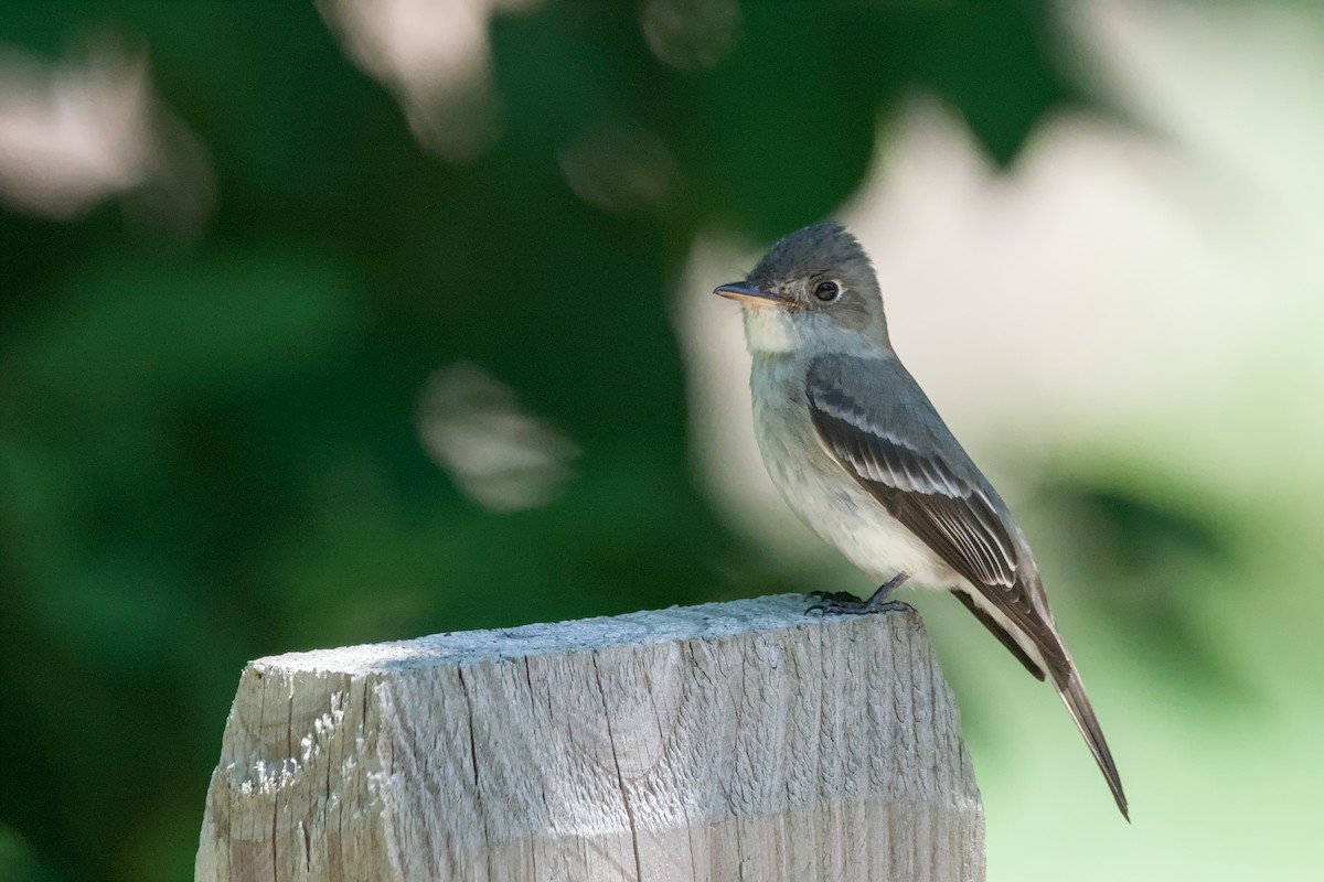 Eastern Wood-Pewee - ML641969014