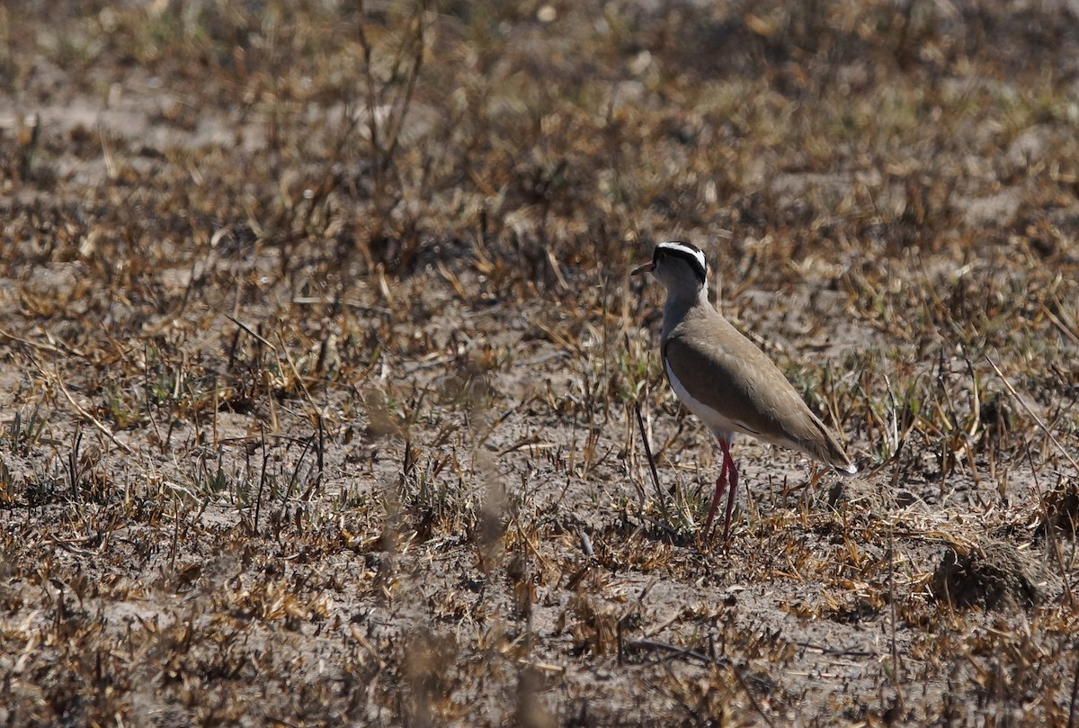 Crowned Lapwing - ML641969016