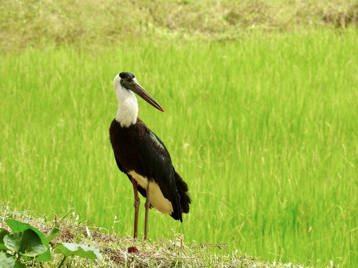 Asian Woolly-necked Stork - ML641969018