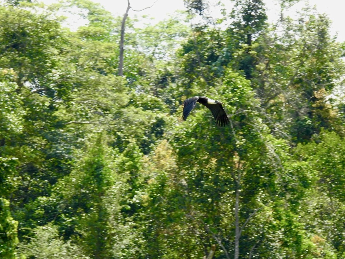 Asian Woolly-necked Stork - ML641969021