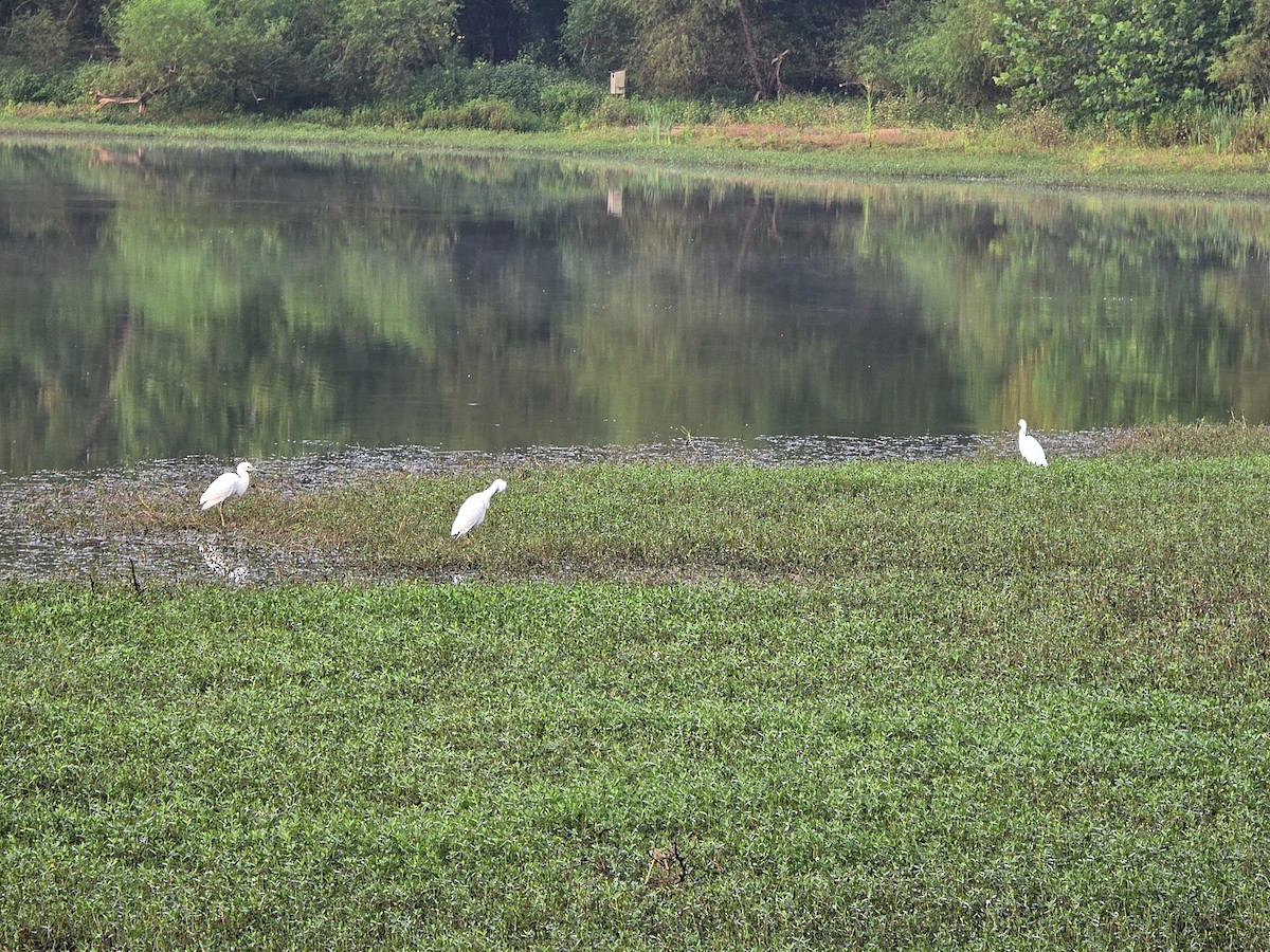 Little Blue Heron - ML641969025