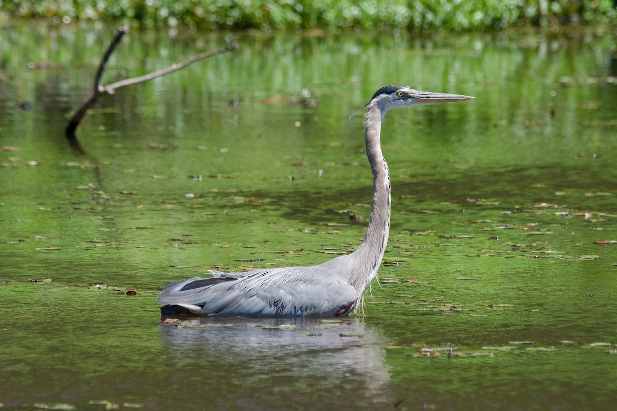 Great Blue Heron - ML641969027