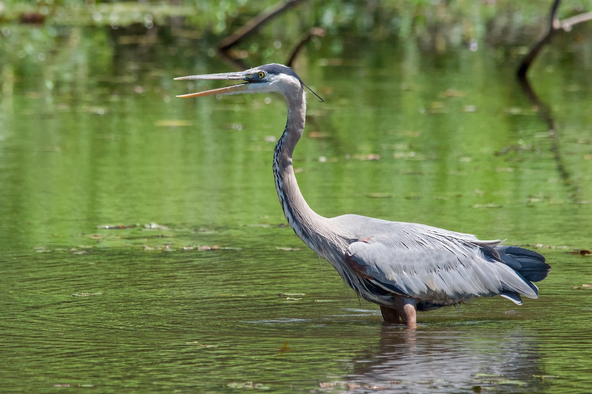 Great Blue Heron - ML641969028