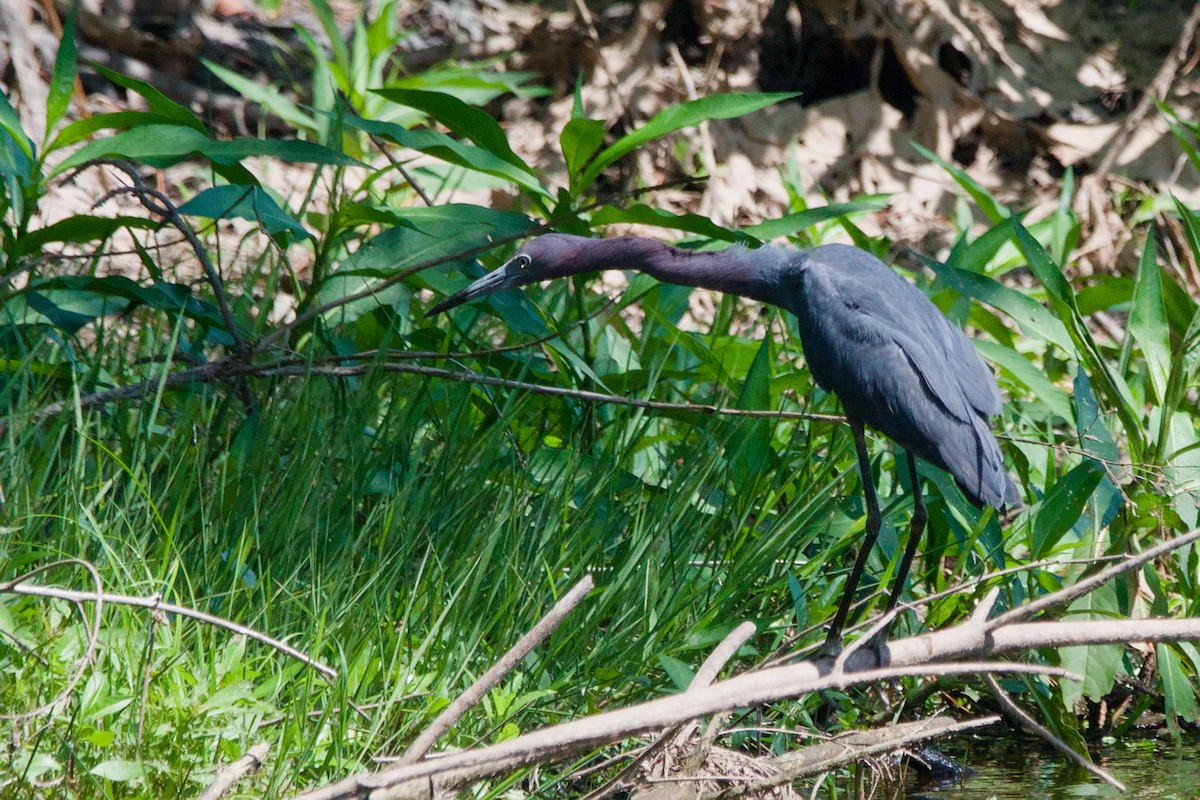 Little Blue Heron - ML641969030