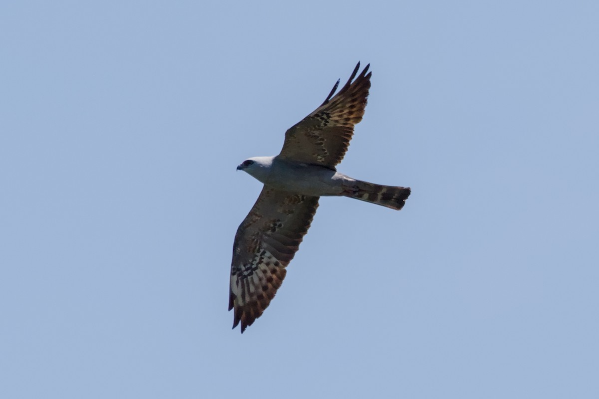 Mississippi Kite - ML641969033