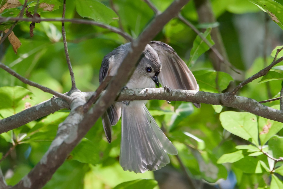 Tufted Titmouse - ML641969038