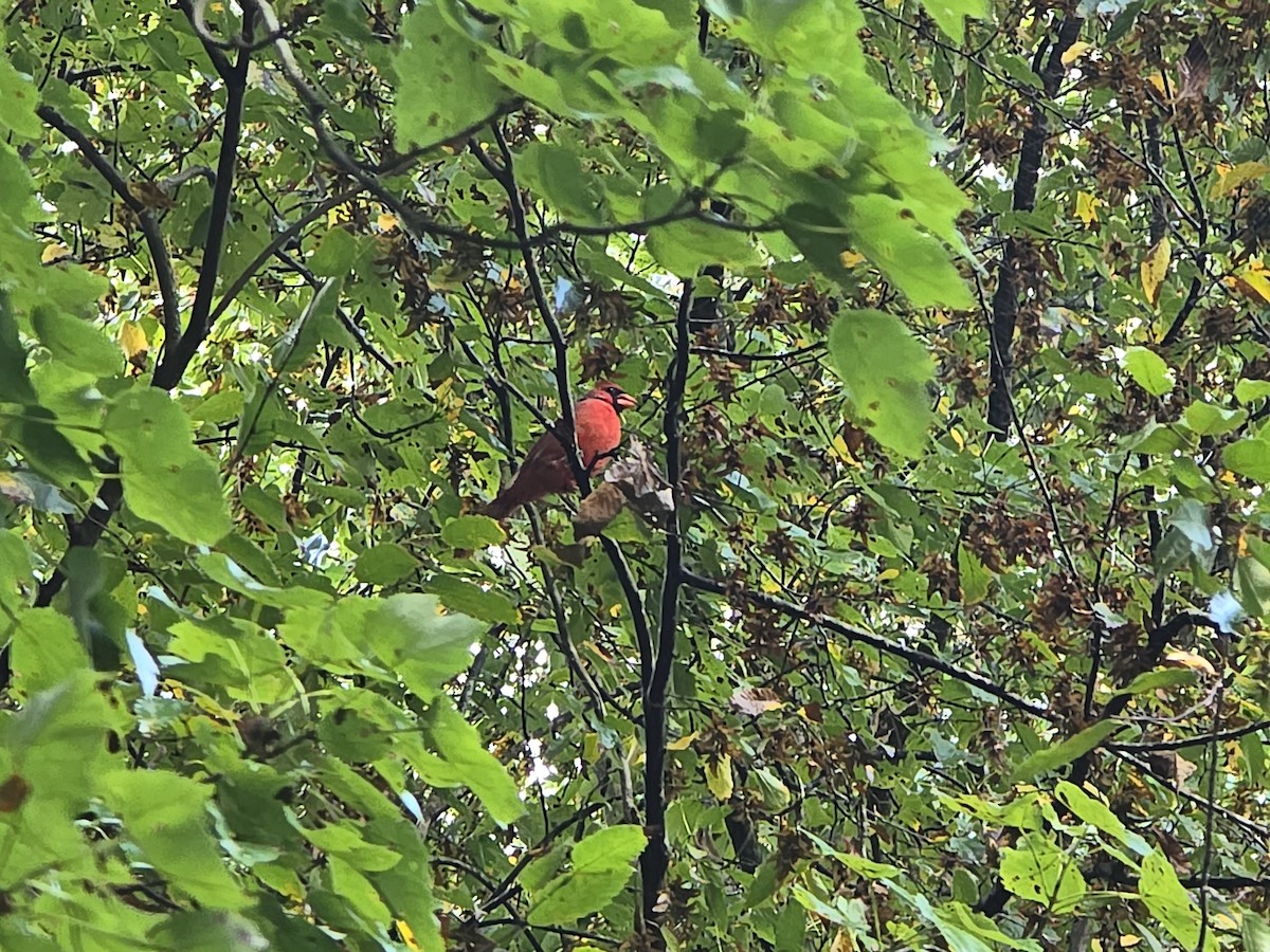 Northern Cardinal - ML641969048