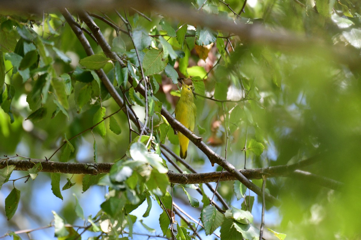 Paruline jaune - ML641969071