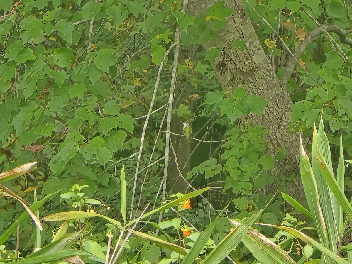 Ruby-throated Hummingbird - ML641969079