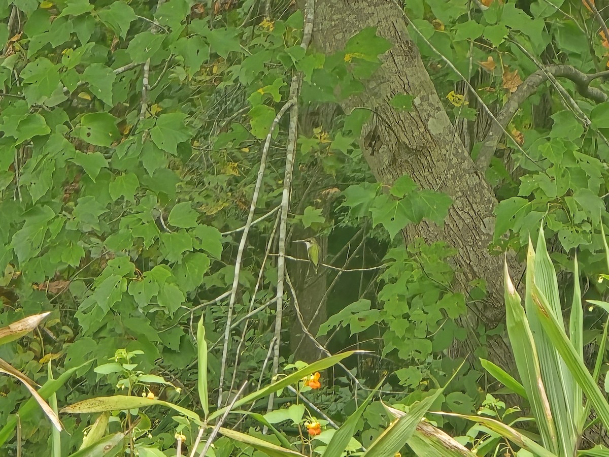 Ruby-throated Hummingbird - ML641969081