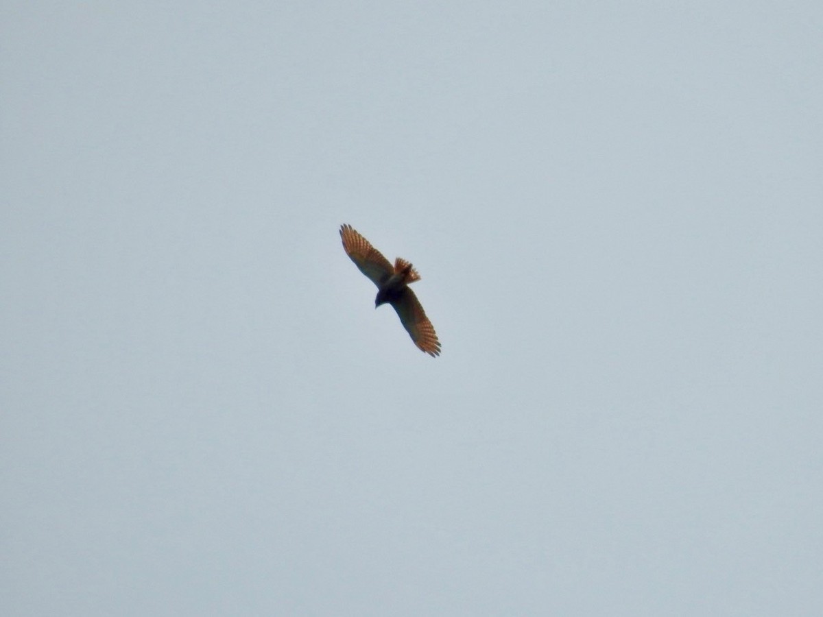 Rufous-winged Buzzard - ML641969086
