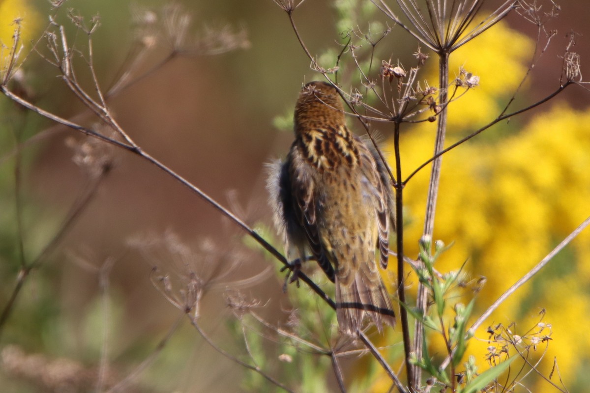 Bobolink - ML641969099