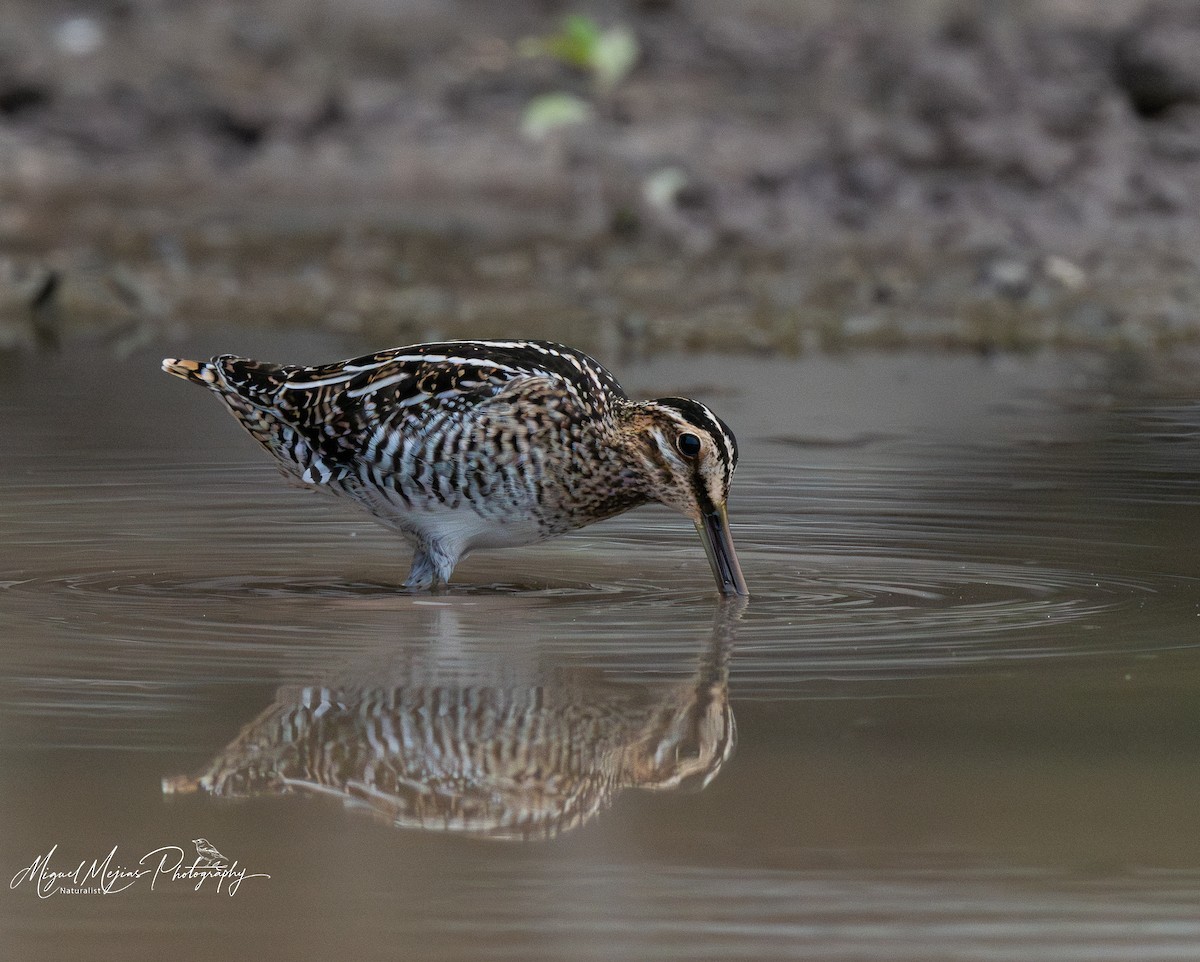Wilson's Snipe - ML641969109