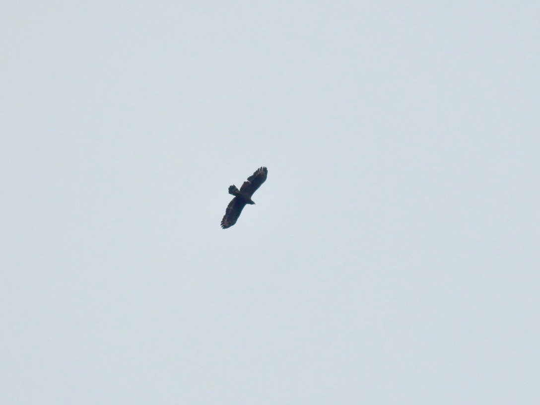 Haubenschlangenadler - ML641969113