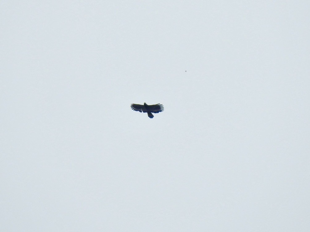 Haubenschlangenadler - ML641969114