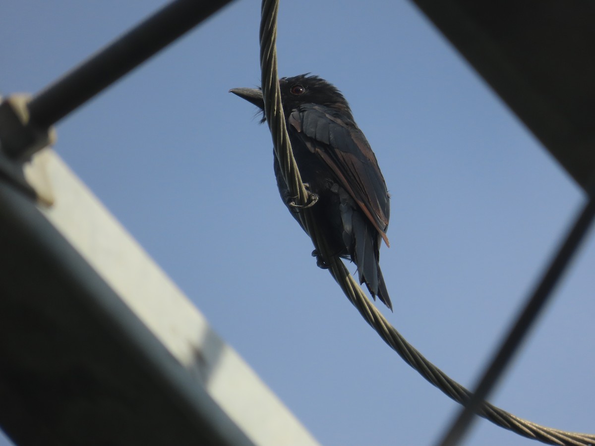 Black Drongo - ML641969133