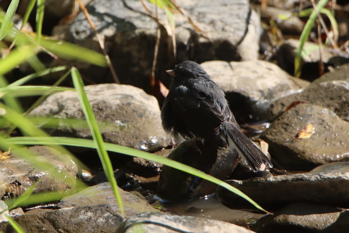 Dark-eyed Junco - ML641969134