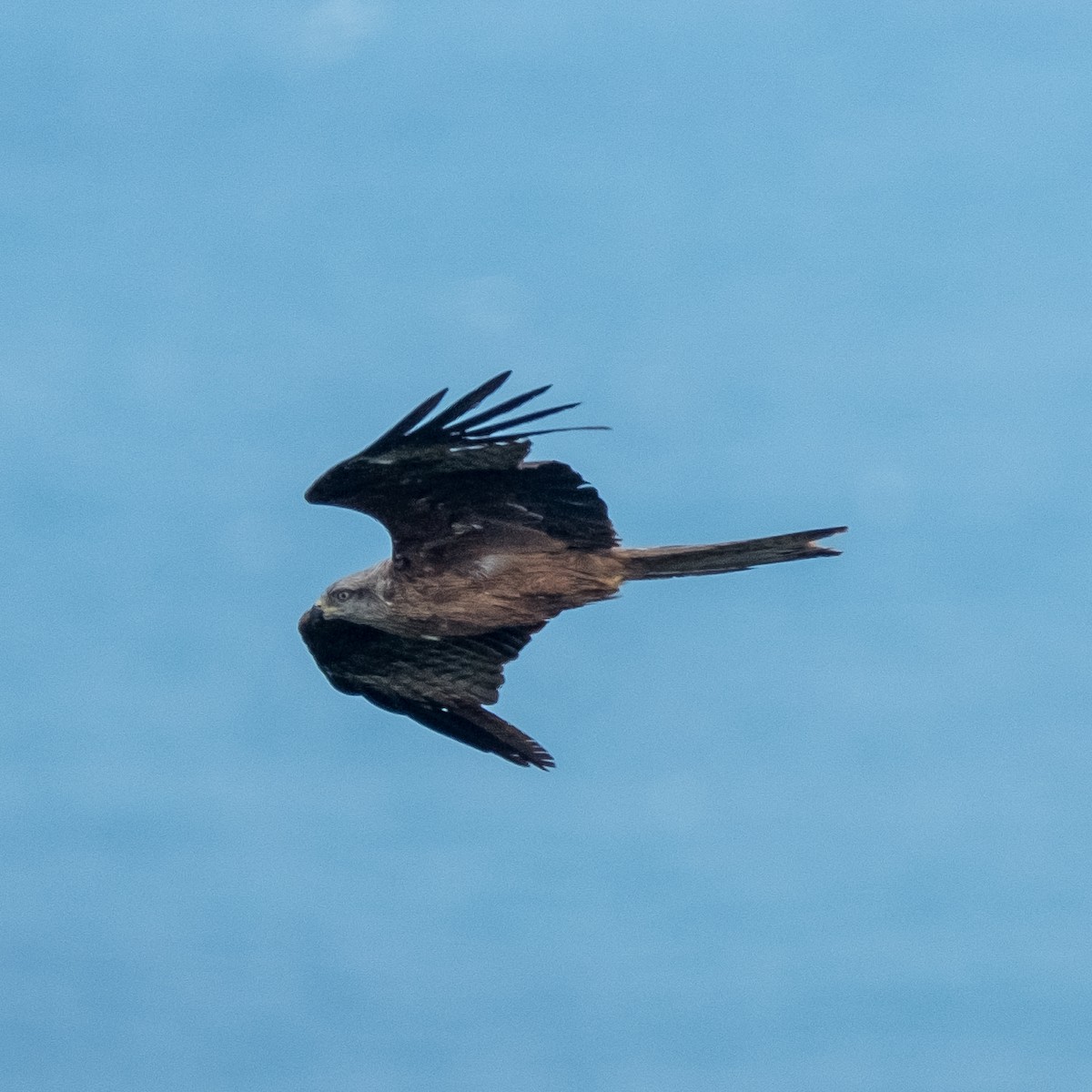 Black Kite - ML641969136