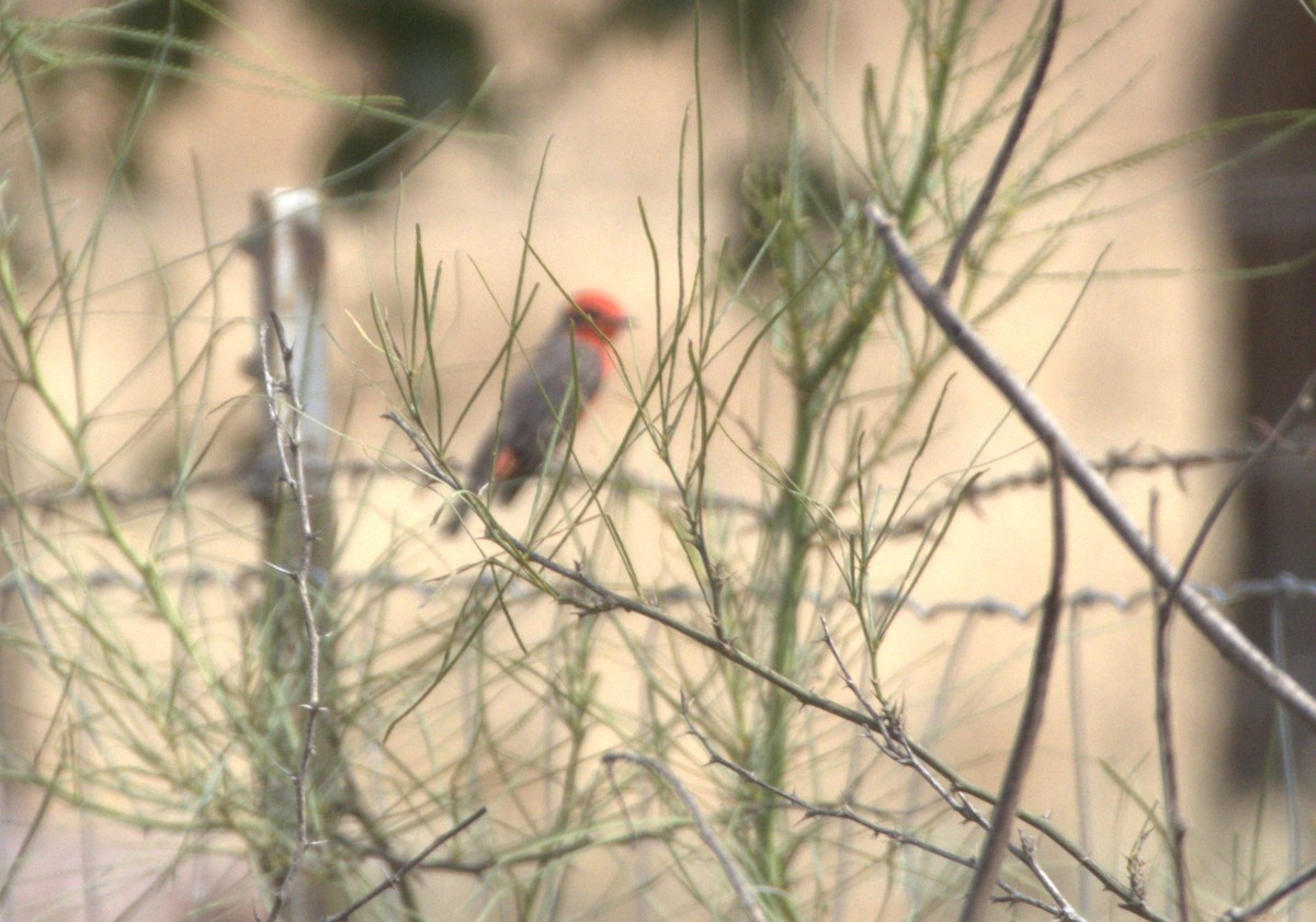 ベニタイランチョウ - ML641969149