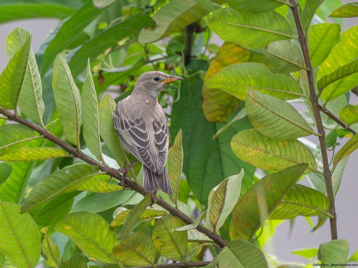 Rosy Starling - ML641969159