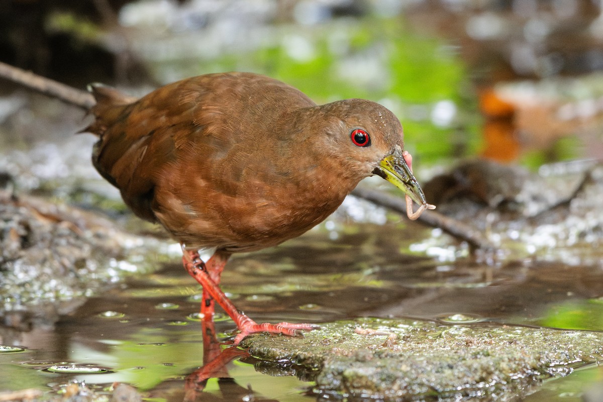 Uniform Crake - ML641969160
